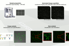 Acquifer HCS workflow-yeast